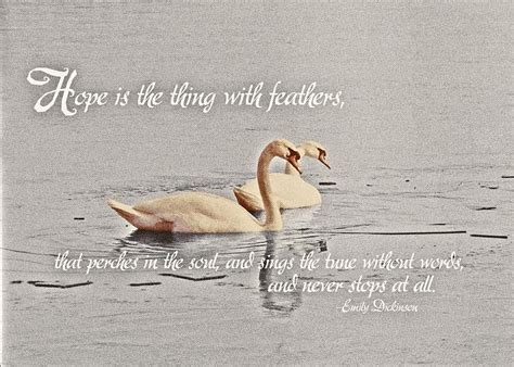 Ani was eager to learn the voice of every bird that nested on the palace grounds, but the swan pond drew her return day after day. Winter Swans Quote by JAMART Photography | Swan quotes, Emily dickinson quotes, Swan