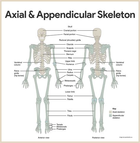 Axial And Appendicular Skeleton Diagram Hanenhuusholli
