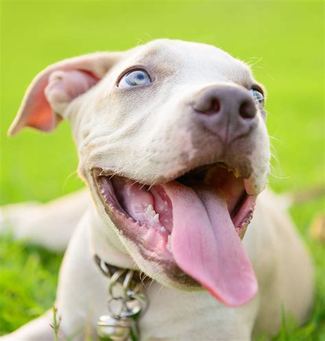 Blue Nose Pitbull Facts Fun Pros And Cons Of A Blue Nosed Pup 2022
