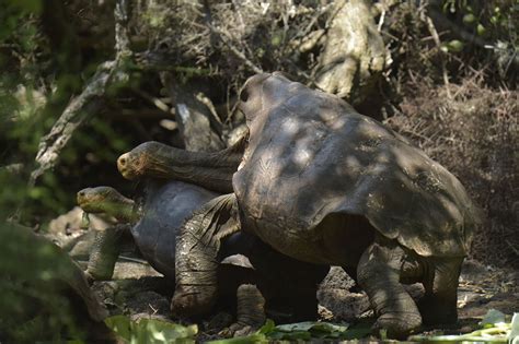 Diego Kura Kura Raksasa Penyelamat Spesiesnya Kembali Ke Habitat Asal