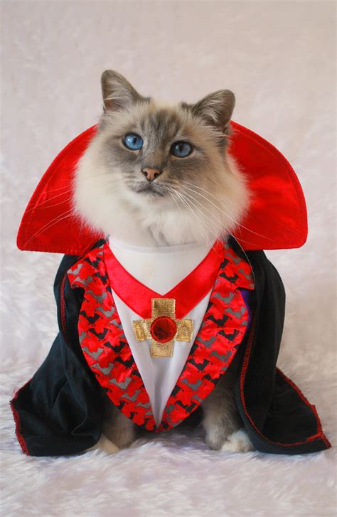 Not only feeding, cats are often. 35 Fun Pet Costumes for Halloween to Be Your Best Partner