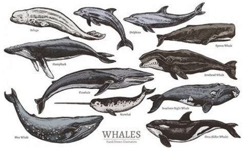 Cetacean Species And Their Classification My Animals