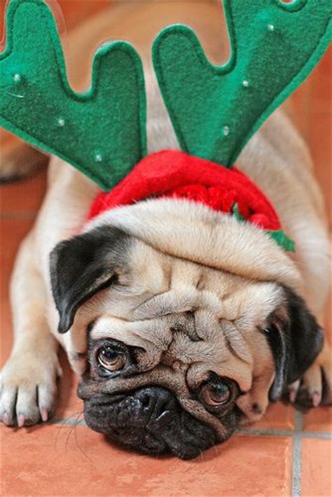 1000 Images About Pug Christmas Cards On Pinterest Merry Christmas