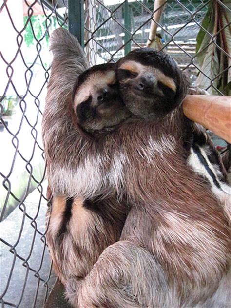 Two Sloths Cuddling