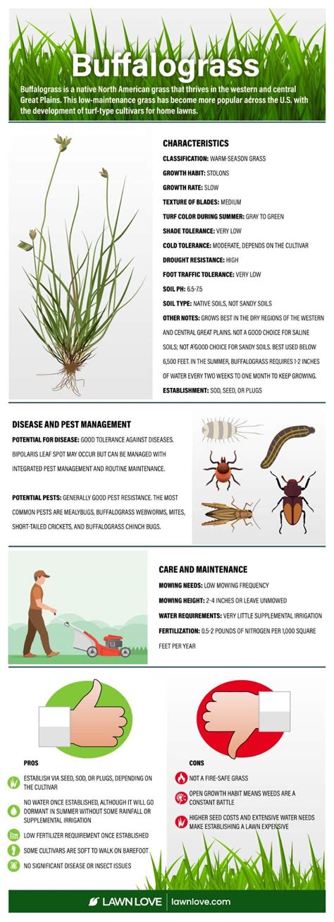 Buffalograss How To Grow And Care For It