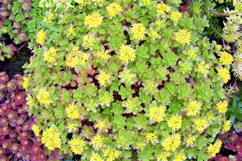 Sedum Ellacombianum 213 Seeds Hardy Sedum Lots Of Yellow Flowers In