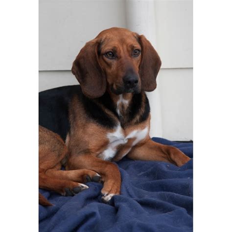 Penny And Copper Large Male Beagle X Bloodhound Mix Dog In