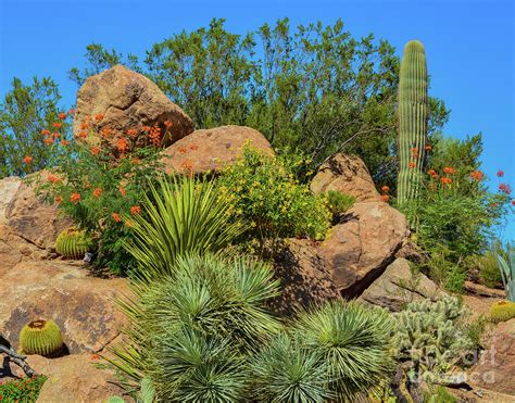 2 Desert Cactus Landscape In Maricopa County Arizona Photograph By