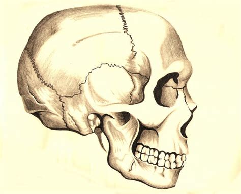 Skull Side View By Megers2001 On Deviantart