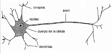 3 Esquema Simplificado De Una Neurona Download Scientific Diagram