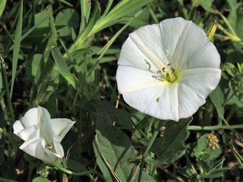 Convolvulus Arvensis Convolvulaceae Image At Phytoimages Siu Edu