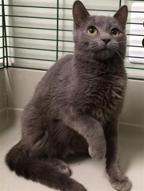 Chartreux Tabby Mix Anoboycato