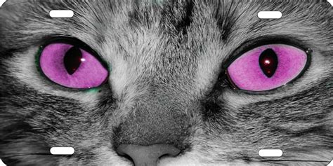 A place i dump all my warrior cat designs and concepts. personalized novelty license plate pink cat eyes car tag ...