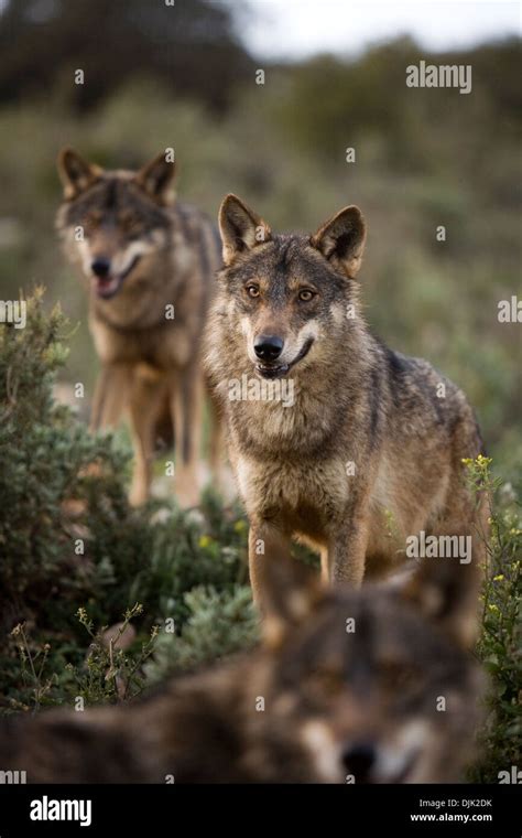 Three Iberian Wolves Watch The Horizon Wolf Park Antequera Malaga