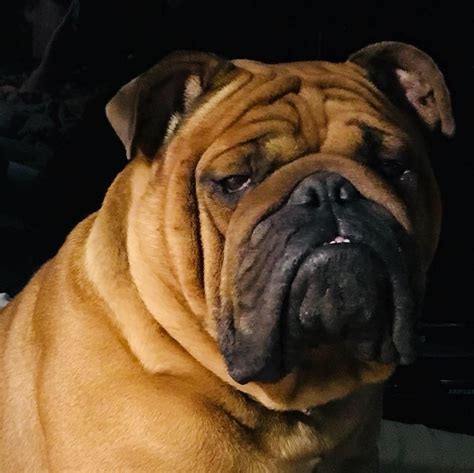 It is described as a very affectionate and dependable animal, gentle with children, but known for. English Bulldog Puppies For Sale | North Carolina 11 South ...