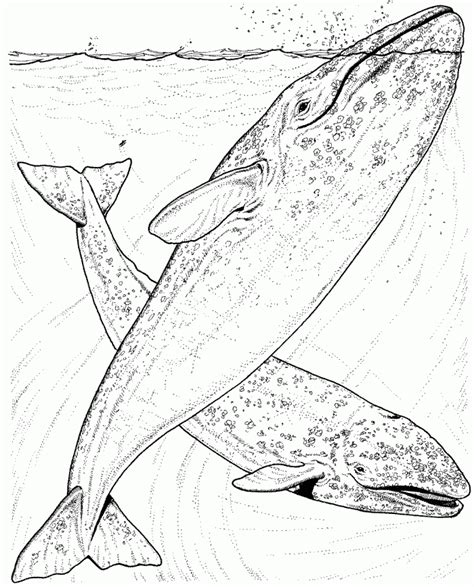Maybe you would like to learn more about one of these? Humpback Whale Coloring Pages - Coloring Home