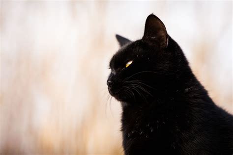 Basement Cat Is Planning The Destruction Of Earth Black Cat