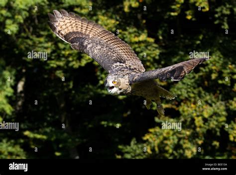 Eagle Owl Bubo Bubo In Flight Stock Photo Alamy
