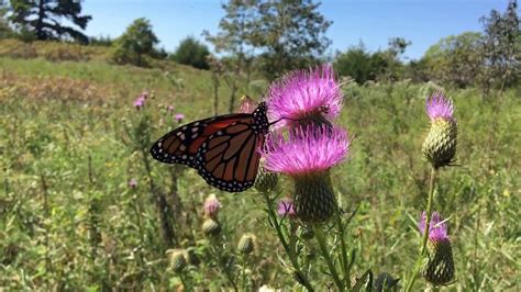 A Monarch Butterfly On A Thistle Flower Youtube