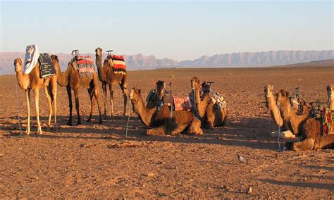 Camels are very adapted to the life in deserts and as such have come to be very useful for people living in deserts. 2 days morocco camel ride tour & dunes expedition ...