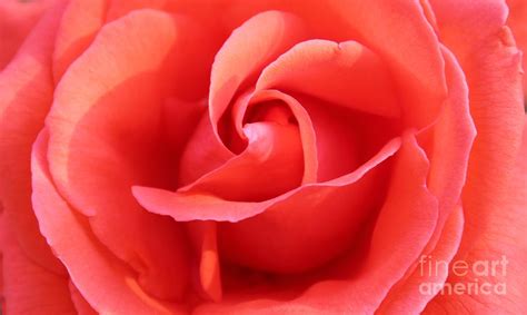 Salmon Floral Rose Abstract Photograph By Judy Palkimas Pixels