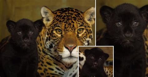 Rare Female Black Jaguar Cub Born At Big Cat Sanctuary An Important Milestone For The Near