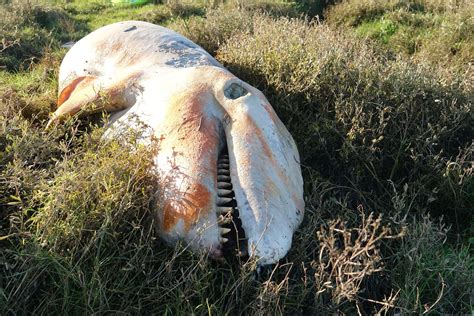 Dead Killer Whale Found Close To The Wash