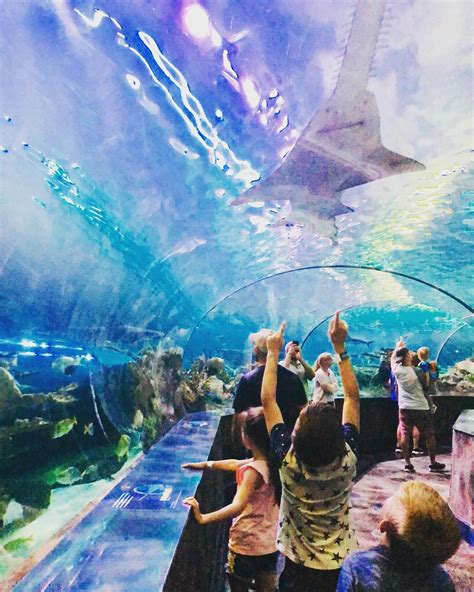Ripleys Aquarium Of The Smokies Gatlinburg Tn Attraction Review