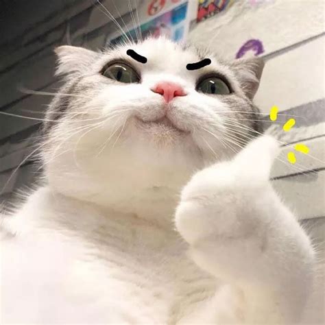 Cat Profile Pictures Meme 90 Best Avatars Erofound