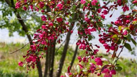 Blommande träd är ett häftklammer i landskap och används som prydnadsplantor och prydnadsplantor. 7 Small Flowering Trees for Small Spaces | Bogan Tree Service