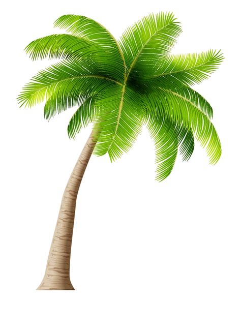 Tropical Tree Png Free Logo Image