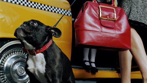 Get To Know Dogxi The New Taxi Service For Dogs