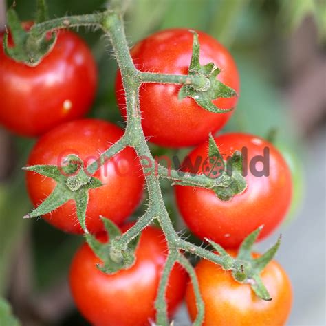 Tomato Tommy Toe 10cm Tomatoes Garden World Nursery