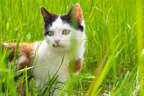 Beautiful Kitten In Green Grasscat On The Lawn Stock Photo Image Of