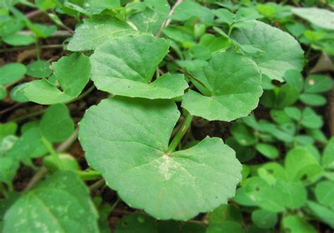 Daun terup biasanya sebesar tapak tangan agar senang dipegang. Simple Ayurvedic health tips: Indian penny wort or the ...