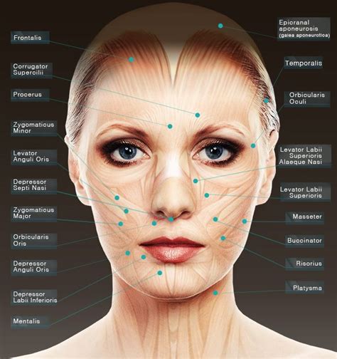 Facial Muscles For Botox Injections Botoxalternative Facial