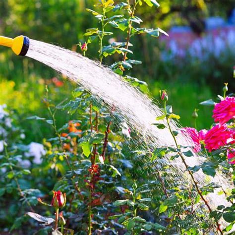 10 Watering Tips For Gardening Success Calloways Nursery