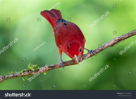 Red Tanager Green Vegetation Bird On Stock Photo 1915160587 Shutterstock