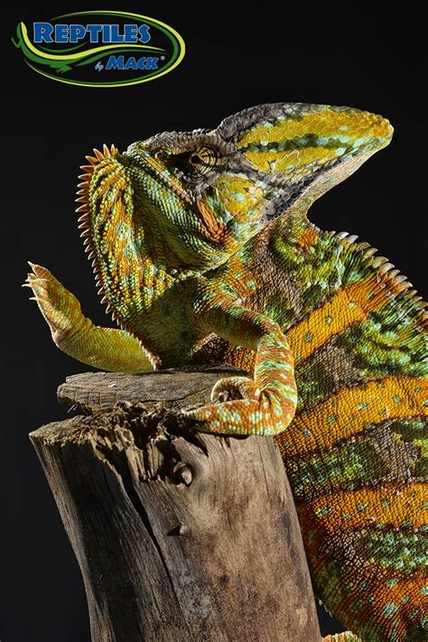 Veiled Chameleon Care Sheet – Reptiles by Mack | Chameleon care, Veiled