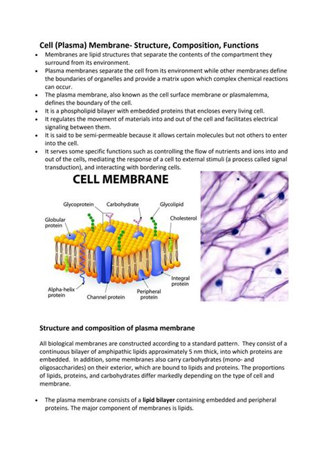 Structure Of Cell Membrane And Its Function