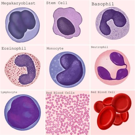 Veterinary Blood Cells Poster A4 Companion Animal Etsy Uk