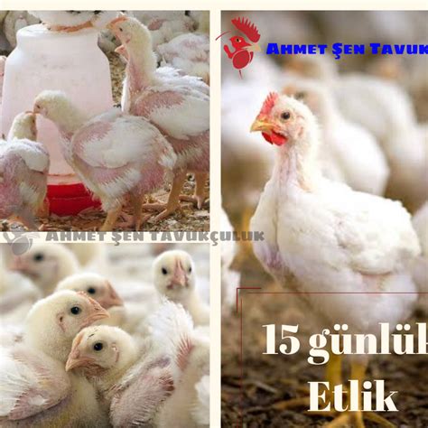 Ahmet şen tavukçuluk ve kümes hayvanları Edirne Kırklareli Tekirdağ