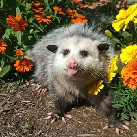 𝙏𝙧𝙖𝙣𝙨𝙥𝙞𝙘𝙚 Cute Funny Animals Opossum Cute Creatures