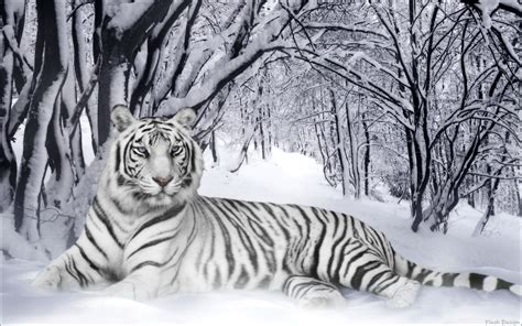 White Tiger Wallpaper Desktop Background Xwwl0 Sukur Xyz Pet