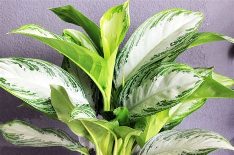 Low maintenance, water when dry. 23 Beautiful Aglaonema Varieties (Chinese Evergreen ...