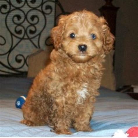 Without surgery it can severely limit your pup's quality of life. Cpuppies.Com, Cockapoo Breeder in New Carlisle, Ohio