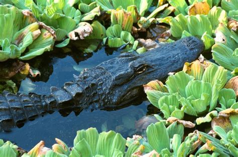 Free Stock Photo Of Alligator In Corkscrew Swamp Download Free Images