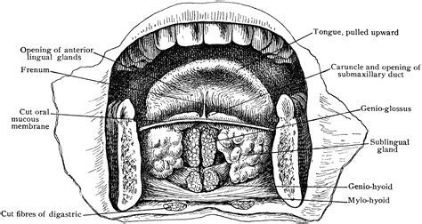 Anterior Part of Floor of Mouth | ClipArt ETC