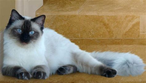 Maine Coon Vs Ragdoll A Comparison And Guide Maine