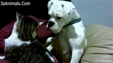 🤣 Funniest 😻cats And 🐶 Dogs Try Not To Laugh Best Of The Funny